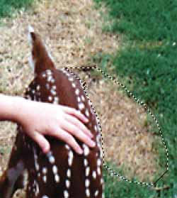 fawn selection